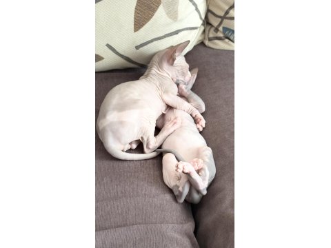 Sfenks Yavru Kedilerim