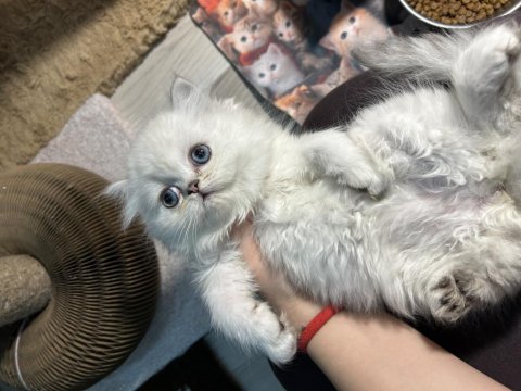 British Longhair Şecereli Soy Erkekler