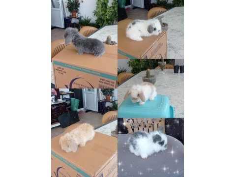 Cüce Ve Lop Irkı Tavşanlar Mevcuttur