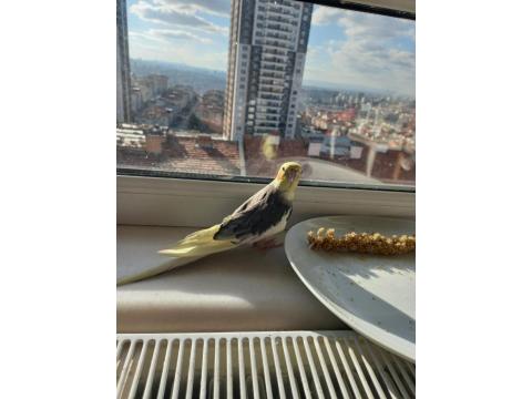 Eğitime Müsait Sultan Papağanı Erkek