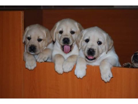 Labrador Retriever Yavruları