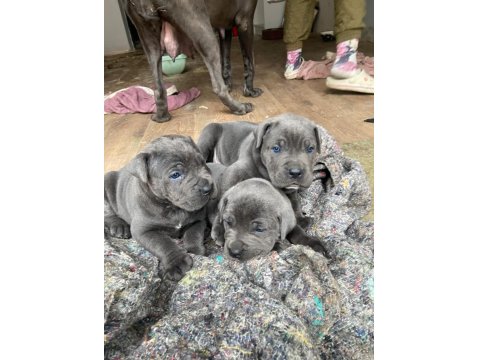 40 Günlük Şecereli Safkan Cane Corso