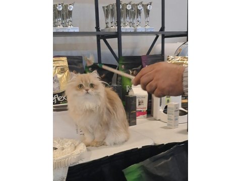 British Longhair Lilak Golden Cana Yakın Uysal