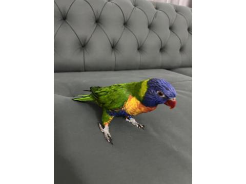 Rengarenk Lori Papağanı