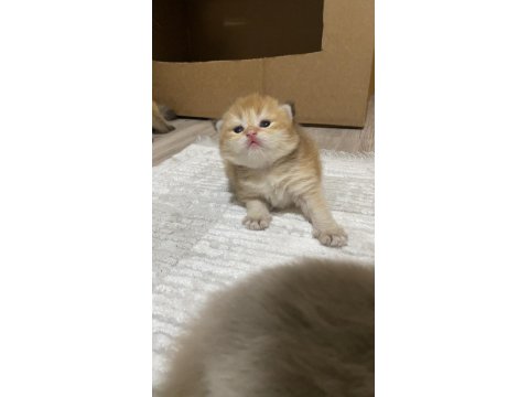 Safkan British Bebeklerim Rezerveye Açık