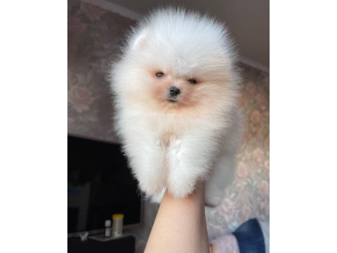 Teddy Bear Pomeranian Yavruları