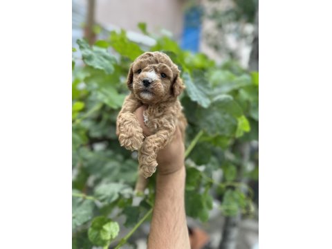 Poodle Bebek