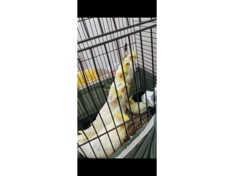 Yeme Düşmek Üzere El Besleme Yavru Sultan