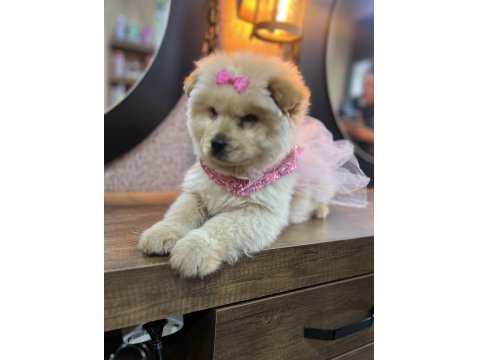 Ped Eğitimli Çok Uysal Sevimli Çin Aslanı