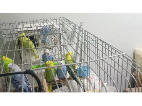 6 Adet Yavru Muhabbet Kuşu 3 Mavi 3 Yeşil