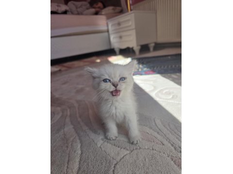 British Semi Longhair