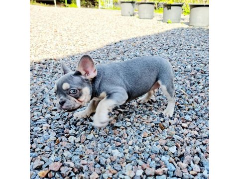 Fransız Bulldog Yavruları
