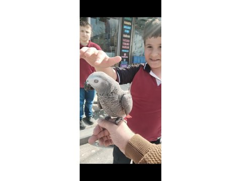 Jako Papağanı Ve Diğer Çeşitlerimiz Mevcuttur