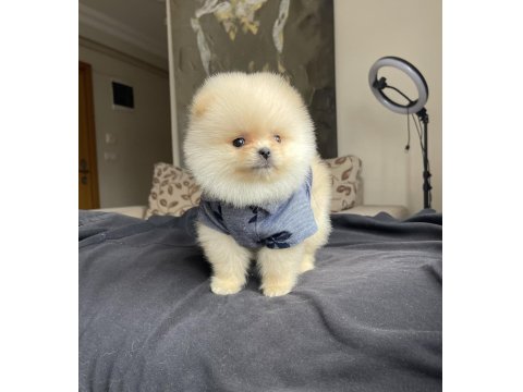 Ayı Surat Pomeranian Boo Yavrular