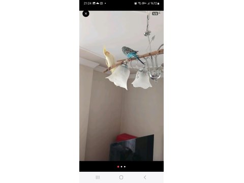 Limon Sarısı Sultan Papağanı