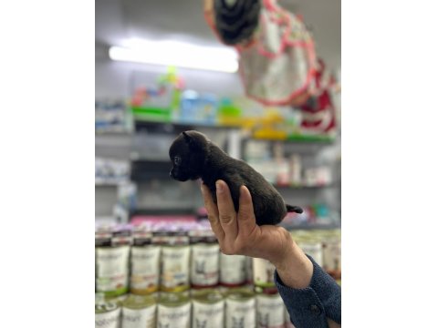 Teacup Bardak Boy Chihuahua Erkek Ve Dişi Yavrular