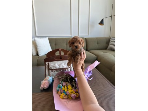 Baby Face Erkek Poodle