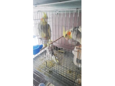 Yavrulu Takım Sultan Papağanı