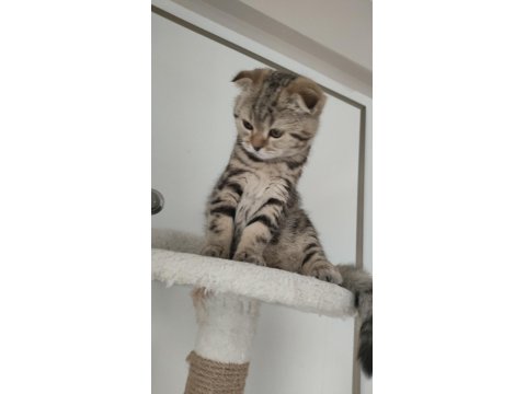 Scottish Fold Yavrular Yuva Bekliyor