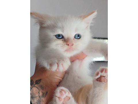 İki Aylik Gold Beyaz Erkek Kedimiz