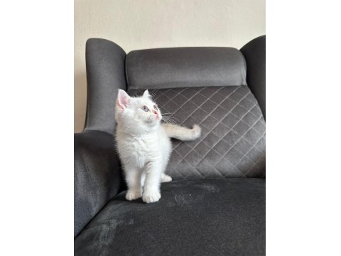 Son Erkek British Shorthair Yavrumuz