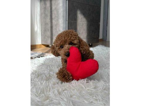 Sağlık Ve Irk Garantili Toy Poodle