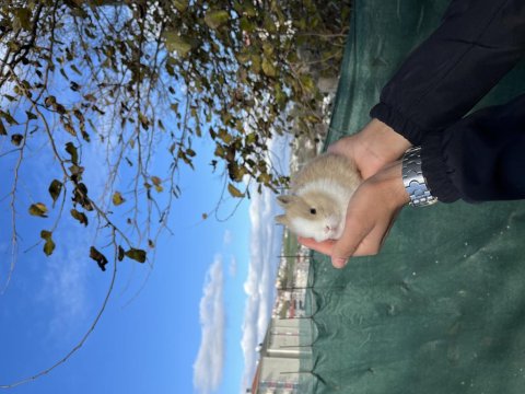 Orijinal Cüce Tavşanımız