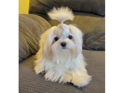 Şecereli Kore Kan Maltese Yavruları