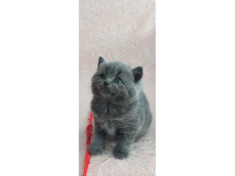 Erkek British Shorthair Yavruları