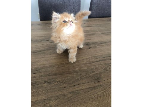 2 Aylık İran Persian