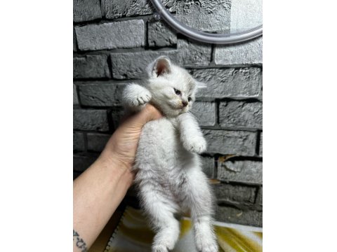 British Shorthair Erkek Lyxn Point Erkek