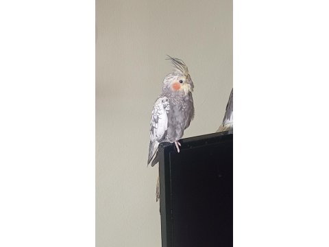 Sultan Papağanı 5 Aylık