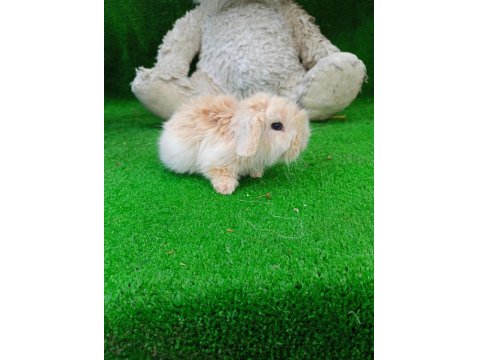 Hollanda Teddy Lop Tavşan Yavrularımız