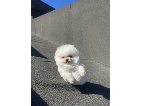 Tea Cup Ayı Surat Pomeranian Boo Yavru