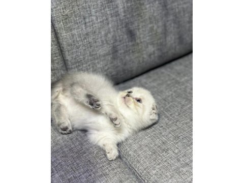 Blue Point Renk Scottish Fold Yavru Kediler
