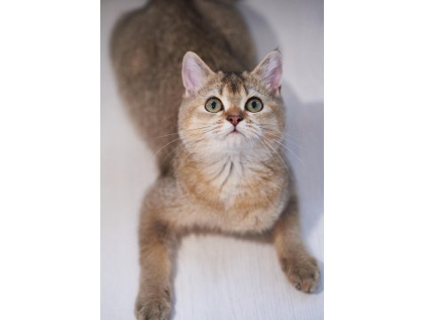 Kıvırcık Tüylü British Shorthair Kediler