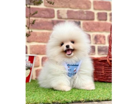 Safkan Pomeranian Boo Yavrular