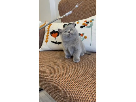 Efsane Güzellikte British Shorthair Bebekler