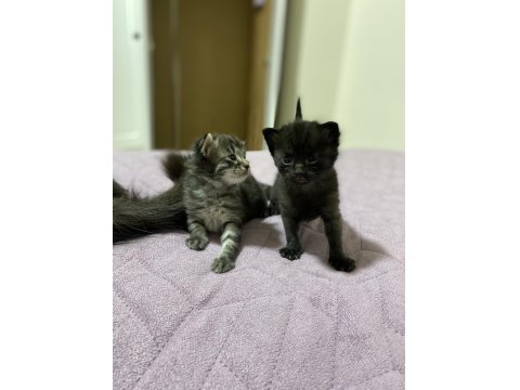 Kedilerimize Kalıcı Yuva Aranıyor