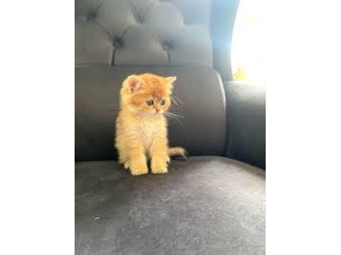 British Golden Yavrumuz Sağlık Ve Irk Garantilidir