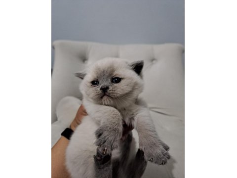 Rezerveye Açık British Shorthair Kedilerimiz