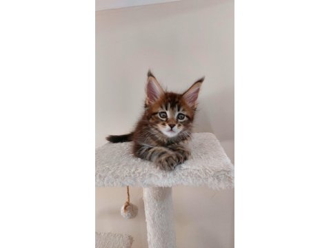 Full Şecereli Maine Coon Unvanlı Ebeveynlerden Polydactil