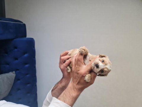 Tuvalet Eğitimli Minyatür Maltipoo Minnaklarım