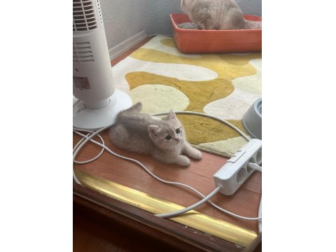 2 Tane Yavru Kedim Var Ücretli Sahiplendireceğim