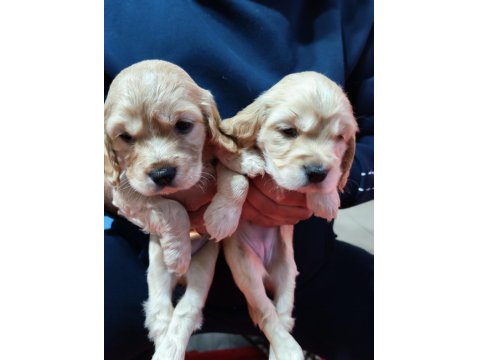 Son 2 Dişi Yavru Amerikan Cocker