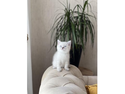 Lynx Point British Shorthair Yavrumuz