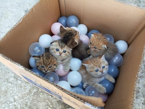 Exotic Shorthair Yavru Kedimiz