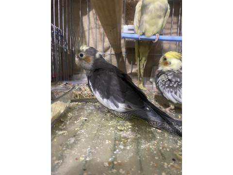 2 Adet Yavru Sultan Papağanı