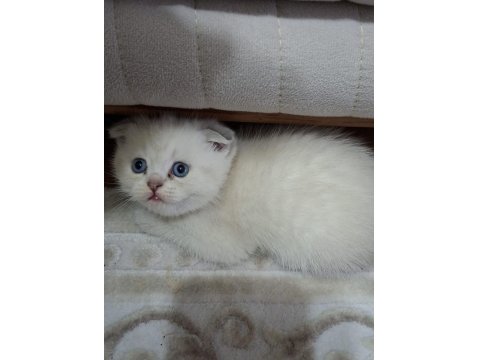 6 Kardeş Kediler Yeni Yuvalarını Arıyor