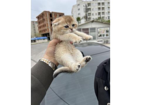 Saf Golden Ny11 & Silver Ns11 Scottish Fold